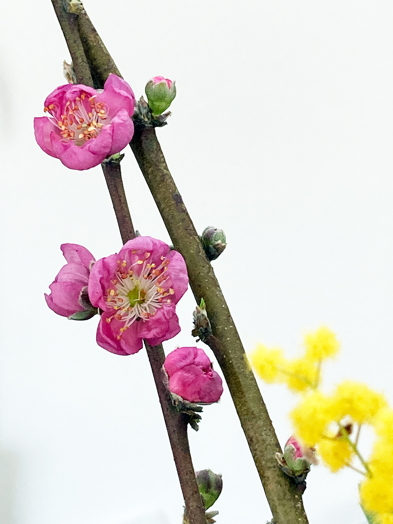 Natsuki Live 2026 桃花春風に笑む