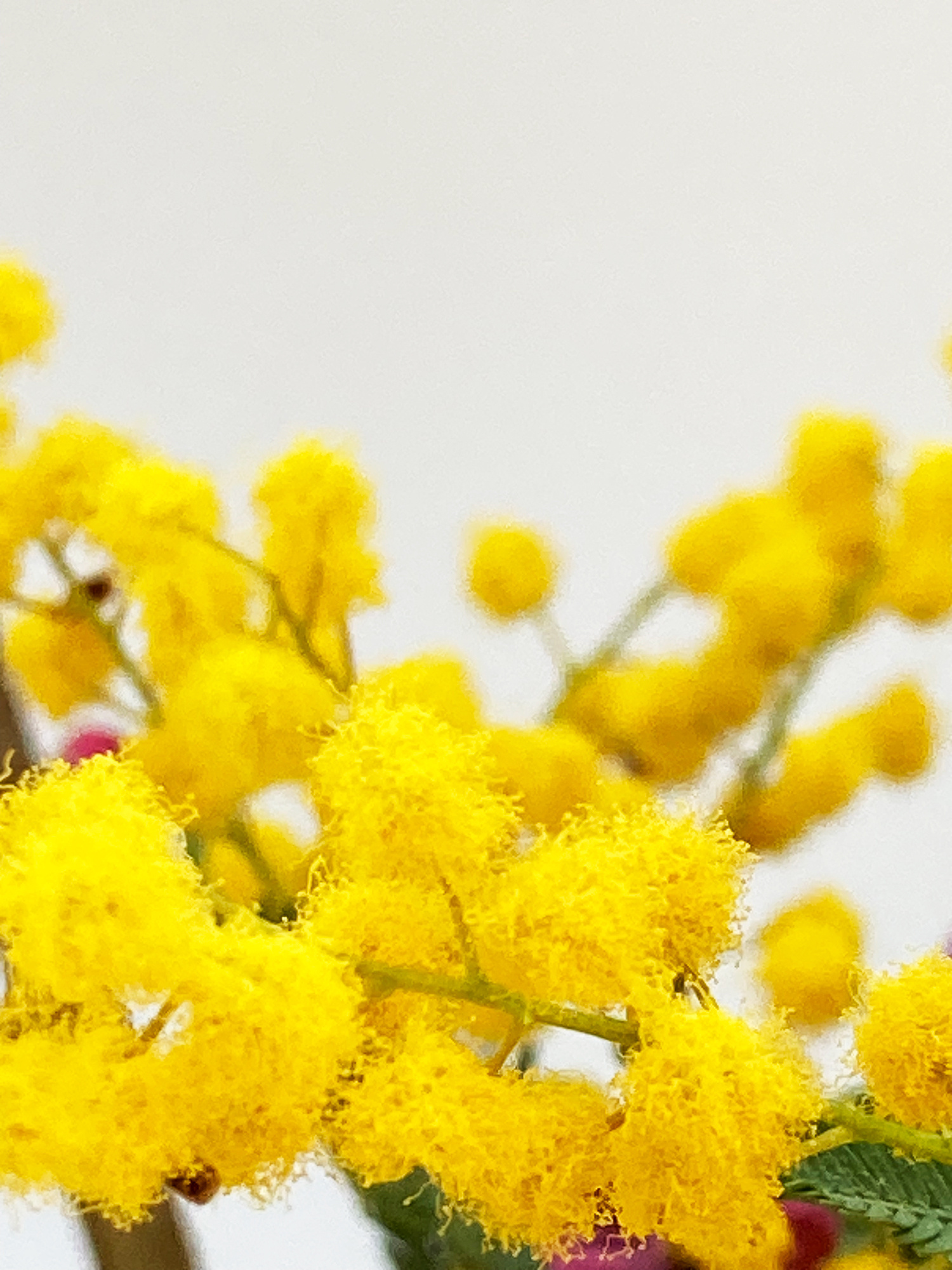 Natsuki Live 2026 桃花春風に笑む