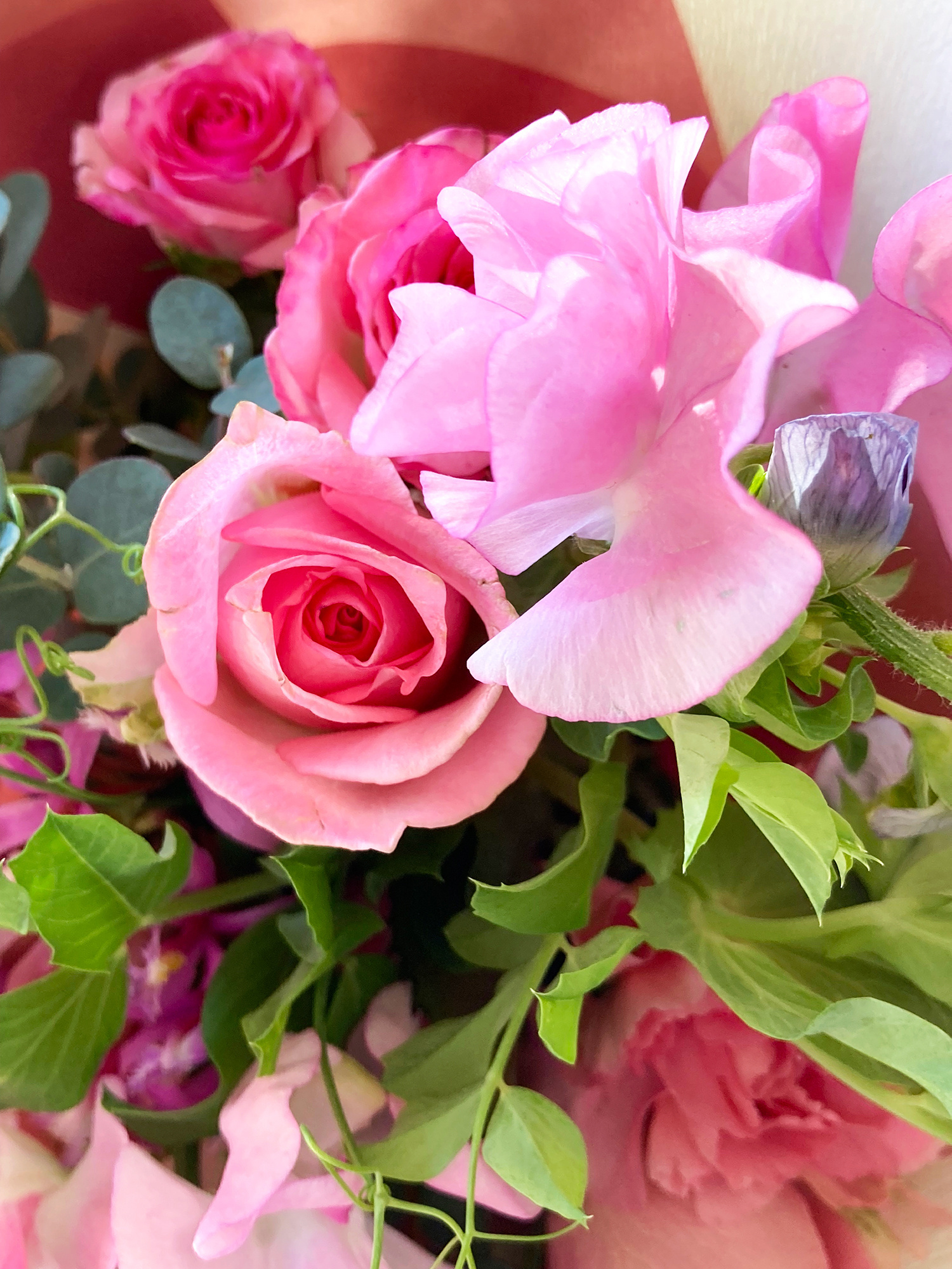 Natsuki Live 2026 桃花春風に笑む